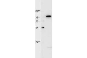 HeLa whole cell lysate was loaded at 1 µg. (STAT2 antibody  (C-Term))
