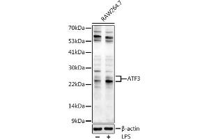 Western blot analysis of extracts of R. (ATF3 antibody  (AA 1-181))