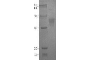 Validation with Western Blot (Ephrin B2 Protein (EFNB2))