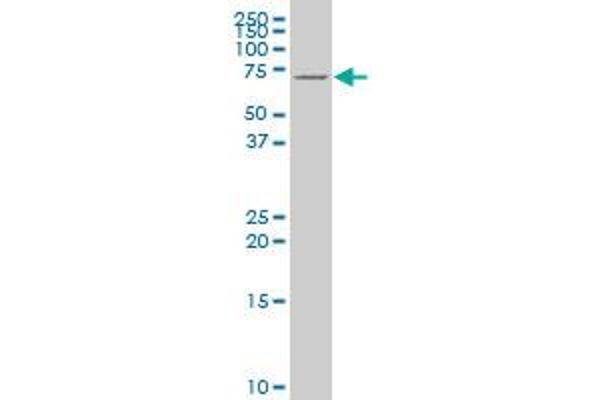 RNPEP antibody  (AA 551-650)