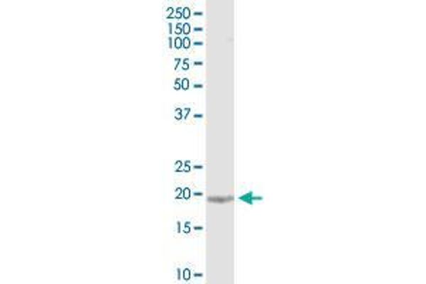 KIAA1143 antibody  (AA 1-154)