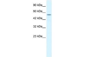 KCNK10 antibody used at 1. (KCNK10 antibody  (C-Term))