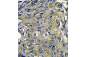 VEGFD (VEGF4) Antibody immunohistochemistry analysis in formalin fixed and paraffin embedded mouse heart tissue followed by peroxidase conjugation of the secondary antibody and DAB staining. (VEGFD antibody  (C-Term))