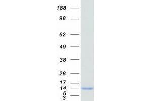 Validation with Western Blot (S100A14 Protein (Myc-DYKDDDDK Tag))