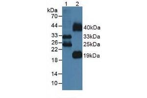 Western blot analysis of (1) Mouse Lung Tissue and (2) Mouse Testis Tissue. (FLT3LG antibody  (AA 27-189))