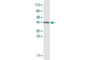 Western Blot detection against Immunogen (47.