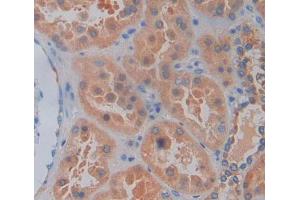 Used in DAB staining on fromalin fixed paraffin- embedded kidney tissue (Caspase 2 antibody  (AA 334-452))