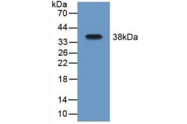 Monoamine Oxidase B antibody  (AA 206-505)