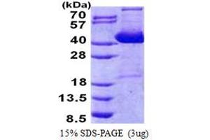Impact Homolog (IMPACT) (AA 1-320) protein (His tag)