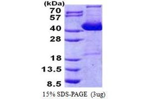 SDS-PAGE (SDS) image for Impact Homolog (IMPACT) (AA 1-320) protein (His tag) (ABIN5778639)