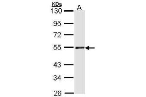WB Image Sample (30 ug of whole cell lysate) A: H1299 10% SDS PAGE antibody diluted at 1:1000 (RAD23A antibody  (Center))
