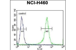FMR1 Antibody (N-term) (ABIN390866 and ABIN2841083) flow cytometric analysis of NCI- cells (right histogram) compared to a negative control cell (left histogram). (FMR1 antibody  (N-Term))