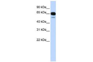 SLC22A8 antibody used at 1 ug/ml to detect target protein.