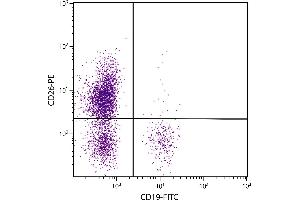 Human peripheral blood lymphocytes were stained with Mouse Anti-Human CD26-PE. (DPP4 antibody)