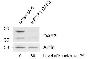 ABIN2562142 (1µg/ml) staining of HeLa lysate (control in left lane and after si-RNA-mediated DAP3 knock-down expresson in right lane) (35µg protein in RIPA buffer). (DAP3 antibody  (C-Term))