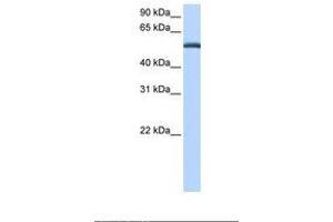 Image no. 1 for anti-Lactamase, beta (LACTB) (AA 450-499) antibody (ABIN6738833) (LACTB antibody  (AA 450-499))