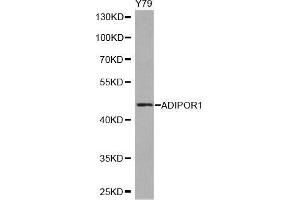 Western blot analysis of extracts of Y79 cell line, using ADIPOR1 antibody. (Adiponectin Receptor 1 antibody  (AA 1-136))