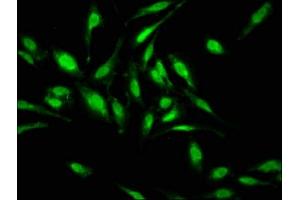 Immunofluorescence (IF) image for anti-Histone Deacetylase 1 (HDAC1) (AA 1-482) antibody (ABIN7155301)