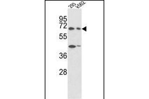 Western blot analysis of SHP2 Antibody  (ABIN6243732 and ABIN6579046) in 293, K562 cell line lysates (35 μg/lane). (PTPN11 antibody  (AA 526-551))