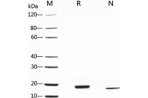 2 μg of LIF, Human was resolved with SDS-PAGE under reducing (R) and non-reducing (N) conditions and visualized by Coomassie Blue staining. (LIF Protein (AA 23-202))