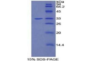 SDS-PAGE analysis of Rat PIK3AP1 Protein. (PIK3AP1 Protein)