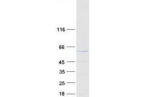 Western Blotting (WB) image for Staufen Double-Stranded RNA Binding Protein 1 (STAU1) protein (Myc-DYKDDDDK Tag) (ABIN2732835)