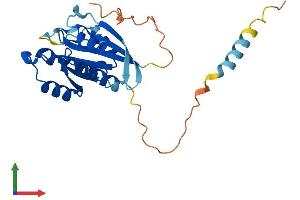 Protein Structure (PS) image for RAS-Like, Family 11, Member B (RASL11B) (AA 1-247) protein (His tag) (ABIN7560223)