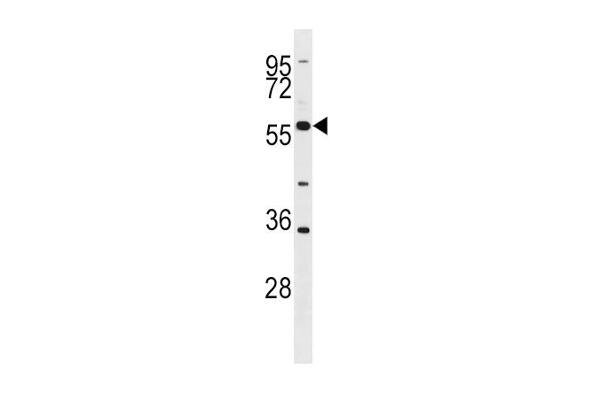 BLK antibody  (N-Term)