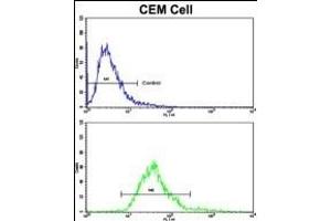 Flow cytometric analysis of CEM cells using MGMT Antibody (C-term)(bottom histogram) compared to a negative control cell (top histogram). (MGMT antibody  (C-Term))