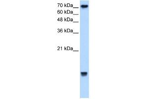 UBE2N antibody used at 2. (UBE2N antibody)