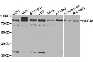 Western blot analysis of extracts of various cell lines, using WDR48 antibody (ABIN5974731) at 1/1000 dilution. (WDR48 antibody)