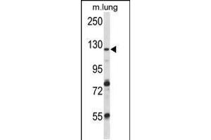 Western blot analysis in mouse lung tissue lysates (35ug/lane). (VPS54 antibody  (AA 465-491))