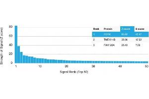 Analysis of Protein Array containing more than 19,000 full-length human proteins using ROR-gamma / RORC Mouse Monoclonal Antibody (RORC/2942). (RORC antibody)