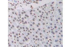 IHC-P analysis of Rat Tissue, with DAB staining. (EPAS1 antibody  (AA 24-348))