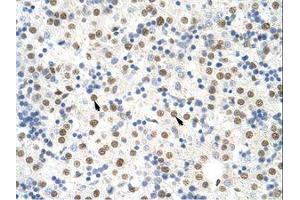 Image no. 1 for anti-Non-POU Domain Containing, Octamer-Binding (NONO) (C-Term) antibody (ABIN202613) (NONO antibody  (C-Term))