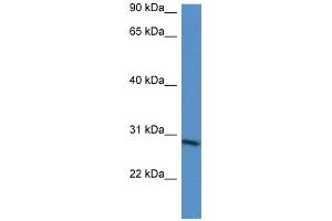 WB Suggested Anti-BARX2 Antibody Titration:  0. (BARX Homeobox 2 antibody  (N-Term))