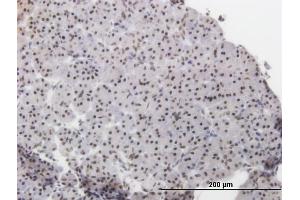 Immunoperoxidase of monoclonal antibody to ATF2 on formalin-fixed paraffin-embedded human pancreas. (ATF2 antibody  (AA 241-340))