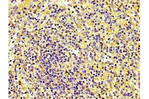 Immunohistochemistry (IHC) image for anti-Platelet/endothelial Cell Adhesion Molecule (PECAM1) (AA 28-315) antibody (ABIN7147154)