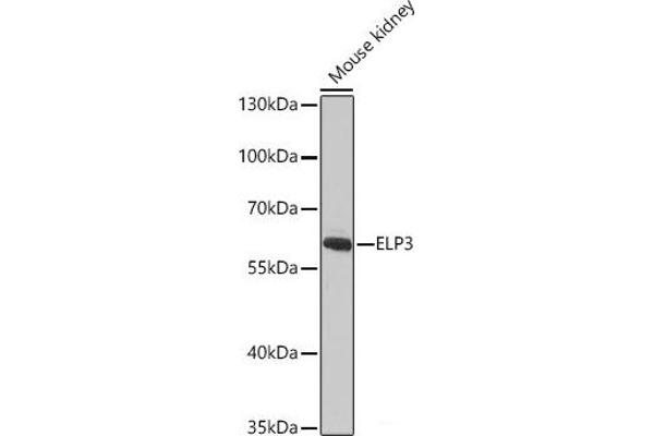 ELP3/KAT9 antibody