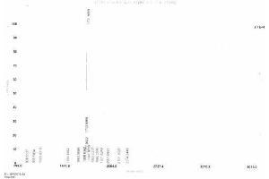 Image no. 1 for Myostatin (MSTN) peptide (Ovalbumin) (ABIN5666283) (Myostatin (MSTN) peptide (Ovalbumin))
