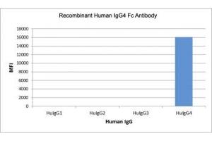 Recombinant Human IgG4 Fc antibody specifically reacts to hIgG4. (Recombinant Rabbit anti-Human IgG4 (Fc Region) Antibody)
