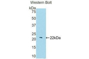 Western Blotting (WB) image for anti-beta-Site APP-Cleaving Enzyme 2 (BACE2) (AA 230-396) antibody (ABIN1175048) (BACE2 antibody  (AA 230-396))