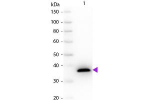 Western Blot of Sheep anti-Malate Dehydrogenase antibody. (Malate Dehydrogenase (MDH) antibody)