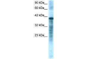 Human HepG2; WB Suggested Anti-PSMC3 Antibody Titration: 1. (PSMC3 antibody  (Middle Region))