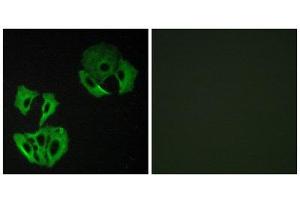 Immunofluorescence (IF) image for anti-MAP-Kinase Activating Death Domain (MADD) (Internal Region) antibody (ABIN1849836) (MADD antibody  (Internal Region))
