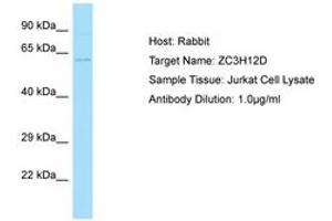 ZC3H12D anticorps  (AA 389-438)