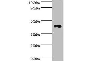Western blot All lanes: DRD3 antibody at 6 μg/mL + HepG2 whole cell lysate Secondary Goat polyclonal to rabbit IgG at 1/10000 dilution Predicted band size: 45, 41 kDa Observed band size: 45 kDa (DRD3 antibody  (AA 213-329))