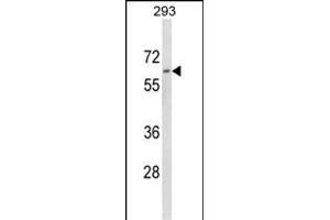 Western blot analysis of DOLK Antibody (Center) (ABIN652781 and ABIN2842513) in 293 cell line lysates (35 μg/lane). (Dolichol Kinase antibody  (AA 312-339))
