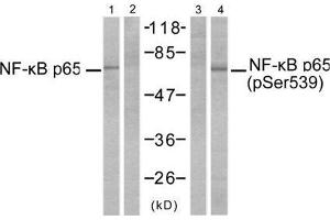 Western blot analysis of extracts from MDA-MB-231 cells, untreated or treated with TNF-α (20ng/ml, 10min) using NF-κB p65 (Ab-529) antibody (E021210, Line 1 and 2) and NF-κB p65 (phospho-Ser529) antibody (E011217, Line 3 and 4). (NF-kB p65 antibody)