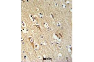 ALG10 Antibody (N-term) IHC analysis in formalin fixed and paraffin embedded brain tissue followed by peroxidase conjugation of the secondary antibody and DAB staining. (ALG10 antibody  (N-Term))